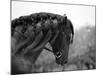 Bay Andalusian Stallion, with Plaited Mane and Bridle, Austin Texas, USA-Carol Walker-Mounted Photographic Print