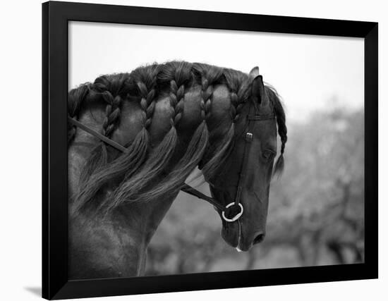 Bay Andalusian Stallion, with Plaited Mane and Bridle, Austin Texas, USA-Carol Walker-Framed Photographic Print