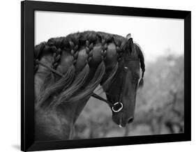 Bay Andalusian Stallion, with Plaited Mane and Bridle, Austin Texas, USA-Carol Walker-Framed Photographic Print