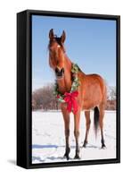 Bay Arabian Horse in Snow with a Christmas Wreath around His Neck - Concept of Gift Horse-Sari ONeal-Framed Stretched Canvas