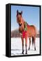 Bay Arabian Horse in Snow with a Christmas Wreath around His Neck - Concept of Gift Horse-Sari ONeal-Framed Stretched Canvas