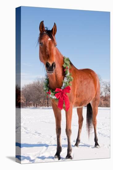 Bay Arabian Horse in Snow with a Christmas Wreath around His Neck - Concept of Gift Horse-Sari ONeal-Stretched Canvas