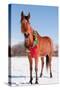 Bay Arabian Horse in Snow with a Christmas Wreath around His Neck - Concept of Gift Horse-Sari ONeal-Stretched Canvas