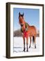 Bay Arabian Horse in Snow with a Christmas Wreath around His Neck - Concept of Gift Horse-Sari ONeal-Framed Photographic Print
