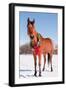 Bay Arabian Horse in Snow with a Christmas Wreath around His Neck - Concept of Gift Horse-Sari ONeal-Framed Photographic Print