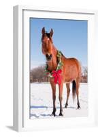 Bay Arabian Horse in Snow with a Christmas Wreath around His Neck - Concept of Gift Horse-Sari ONeal-Framed Photographic Print