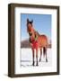 Bay Arabian Horse in Snow with a Christmas Wreath around His Neck - Concept of Gift Horse-Sari ONeal-Framed Photographic Print