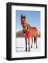 Bay Arabian Horse in Snow with a Christmas Wreath around His Neck - Concept of Gift Horse-Sari ONeal-Framed Photographic Print
