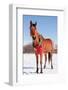 Bay Arabian Horse in Snow with a Christmas Wreath around His Neck - Concept of Gift Horse-Sari ONeal-Framed Photographic Print