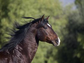 Bay Azteca (Half Andalusian Half Quarter Horse) Stallion 