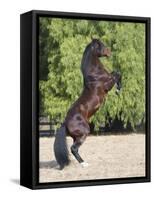 Bay Azteca (Half Andalusian Half Quarter Horse) Stallion Rearing on Hind Legs, Ojai, California-Carol Walker-Framed Stretched Canvas