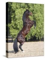 Bay Azteca (Half Andalusian Half Quarter Horse) Stallion Rearing on Hind Legs, Ojai, California-Carol Walker-Stretched Canvas
