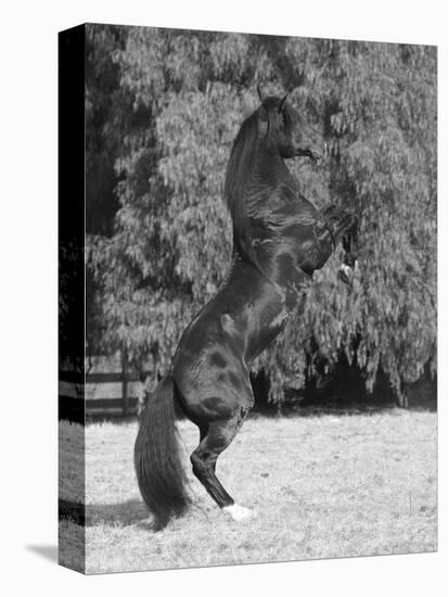 Bay Azteca (Half Andalusian Half Quarter Horse) Stallion Rearing on Hind Legs, Ojai, California-Carol Walker-Stretched Canvas