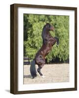 Bay Azteca (Half Andalusian Half Quarter Horse) Stallion Rearing on Hind Legs, Ojai, California-Carol Walker-Framed Photographic Print