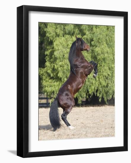 Bay Azteca (Half Andalusian Half Quarter Horse) Stallion Rearing on Hind Legs, Ojai, California-Carol Walker-Framed Photographic Print