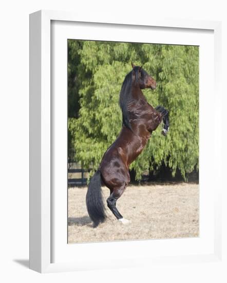 Bay Azteca (Half Andalusian Half Quarter Horse) Stallion Rearing on Hind Legs, Ojai, California-Carol Walker-Framed Photographic Print