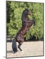 Bay Azteca (Half Andalusian Half Quarter Horse) Stallion Rearing on Hind Legs, Ojai, California-Carol Walker-Mounted Photographic Print