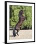 Bay Azteca (Half Andalusian Half Quarter Horse) Stallion Rearing on Hind Legs, Ojai, California-Carol Walker-Framed Photographic Print