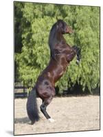 Bay Azteca (Half Andalusian Half Quarter Horse) Stallion Rearing on Hind Legs, Ojai, California-Carol Walker-Mounted Photographic Print