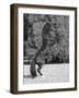 Bay Azteca (Half Andalusian Half Quarter Horse) Stallion Rearing on Hind Legs, Ojai, California-Carol Walker-Framed Photographic Print