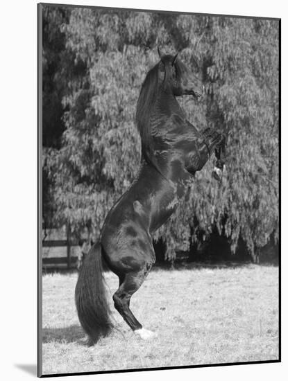 Bay Azteca (Half Andalusian Half Quarter Horse) Stallion Rearing on Hind Legs, Ojai, California-Carol Walker-Mounted Photographic Print