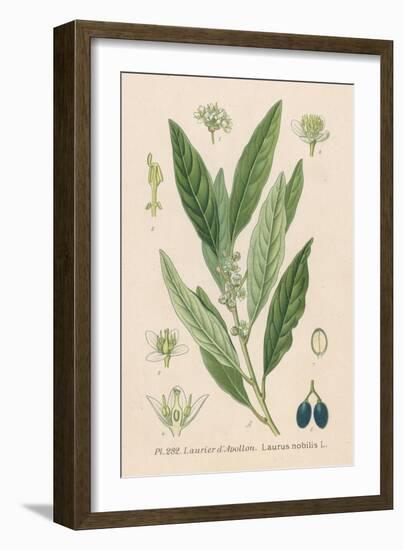 Bay, Bay Laurel, Sweet Bay-null-Framed Art Print