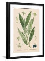 Bay, Bay Laurel, Sweet Bay-null-Framed Art Print