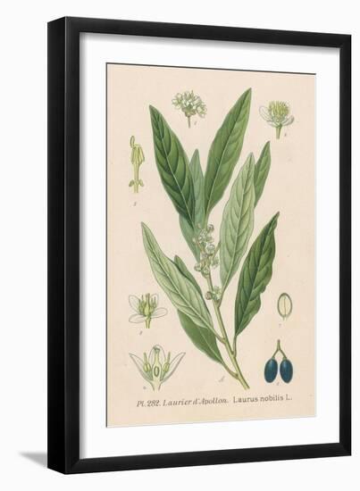 Bay, Bay Laurel, Sweet Bay-null-Framed Art Print