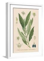 Bay, Bay Laurel, Sweet Bay-null-Framed Art Print