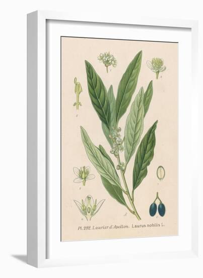 Bay, Bay Laurel, Sweet Bay-null-Framed Art Print