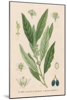 Bay, Bay Laurel, Sweet Bay-null-Mounted Art Print