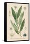 Canvas Black
