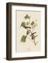 Bay-Breasted Warbler-John James Audubon-Framed Art Print