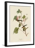 Bay-Breasted Warbler-John James Audubon-Framed Art Print