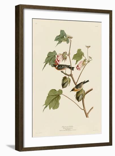 Bay-Breasted Warbler-John James Audubon-Framed Art Print