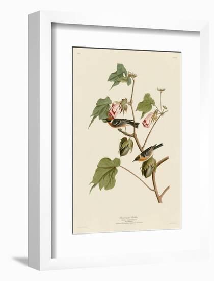 Bay-Breasted Warbler-John James Audubon-Framed Giclee Print