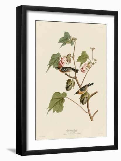 Bay-Breasted Warbler-John James Audubon-Framed Giclee Print