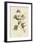 Bay-Breasted Warbler-John James Audubon-Framed Giclee Print