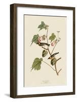 Bay-Breasted Warbler-John James Audubon-Framed Giclee Print