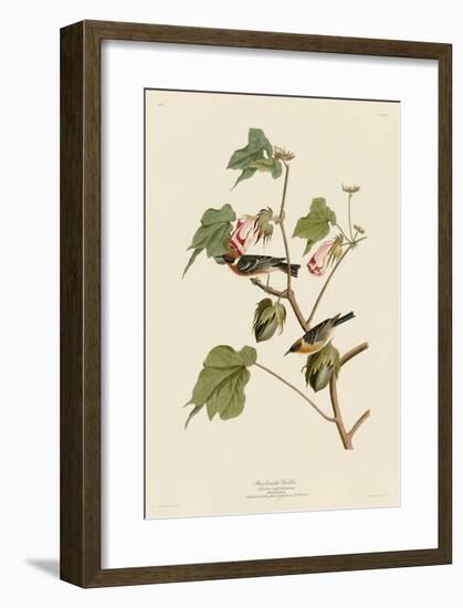 Bay-Breasted Warbler-John James Audubon-Framed Giclee Print