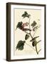Bay-Breasted Warbler-John James Audubon-Framed Premium Giclee Print