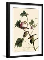 Bay-Breasted Warbler-John James Audubon-Framed Premium Giclee Print