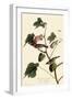 Bay-Breasted Warbler-John James Audubon-Framed Premium Giclee Print