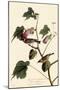 Bay-Breasted Warbler-John James Audubon-Mounted Premium Giclee Print
