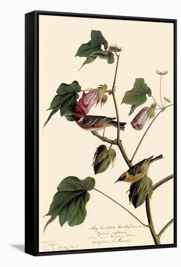 Bay-Breasted Warbler-John James Audubon-Framed Stretched Canvas
