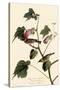 Bay-Breasted Warbler-John James Audubon-Stretched Canvas