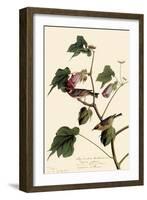 Bay-Breasted Warbler-John James Audubon-Framed Giclee Print