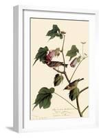 Bay-Breasted Warbler-John James Audubon-Framed Giclee Print