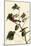 Bay-Breasted Warbler-John James Audubon-Mounted Giclee Print