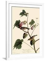 Bay-Breasted Warbler-John James Audubon-Framed Giclee Print